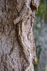 The texture of the bark of an old tree. Background for nature and plants.
