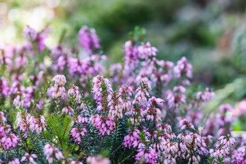 Pink Erica carnea flowers (winter Heath) in the garden in early spring