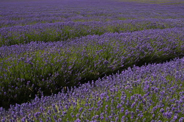 Blooming lavender in a lavender farm near Twizel on South Island of New Zealand