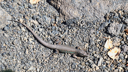 Wanderung durch den Naturpark Los Volcanes um die Vulkane Caldera de La Rilla, Montana de Santa Catalina, Pico Partido, Montana del Senalo auf der spanischen Kanareninsel Lanzarote © Rolf Dräger