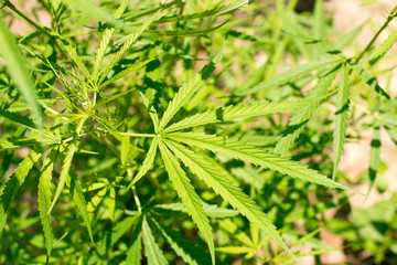 Fototapeta na wymiar marijuana plant