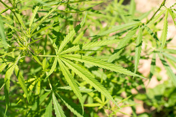 marijuana plant