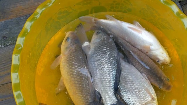Freshly caught live freshwater river fish in a plastic yellow bowl.