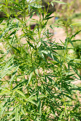 marijuana plant