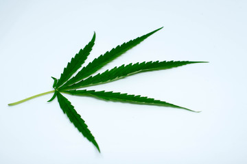 marijuana plant on  white  background