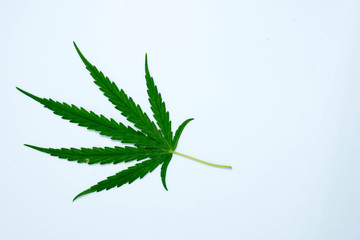 marijuana plant on  white  background
