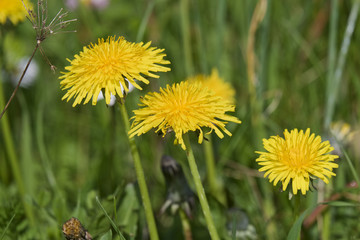 Fleurs de pissenlit