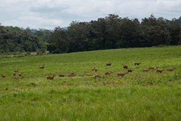 Thung ka mang :  Deers in the green grass meadow  with forest and cloudy background  in  Thung ka mang . Phu khiao  conservation area , Thailand 
