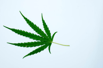 marijuana plant on  white  background