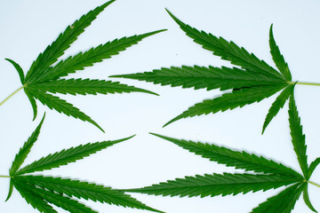 Naklejka na ściany i meble marijuana plant on white background