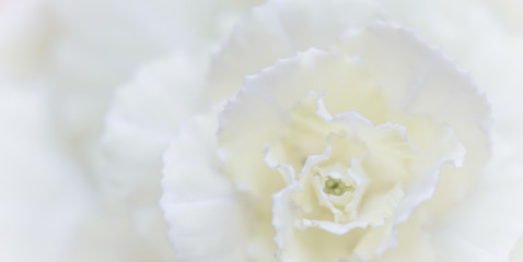 Obraz na płótnie Canvas Abstract floral background, white carnation flower. Macro flowers backdrop for holiday brand design
