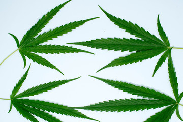 marijuana plant on  white  background