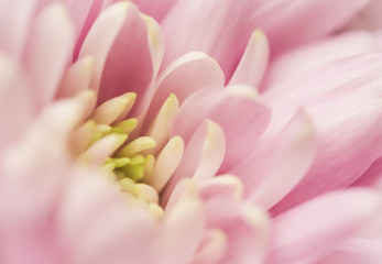 Obraz na płótnie Canvas Abstract floral background, pink chrysanthemum flower. Macro flowers backdrop for holiday brand design