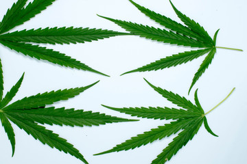 marijuana plant on  white  background