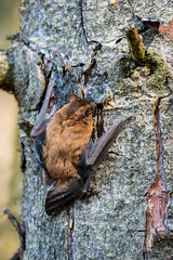 Leisler's bats (Nyctalus leisleri)  on the tree