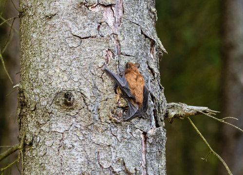 Leisler's bats (Nyctalus leisleri)  on the tree