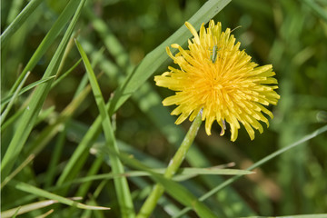 Sauterelle sur fleur