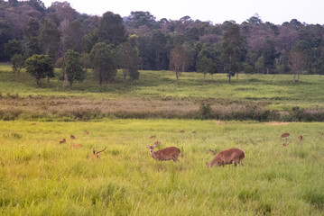 Naklejka na ściany i meble Thung ka mang : Deers in the green grass meadow with forest and cloudy background in Thung ka mang . Phu khiao conservation area , Thailand 