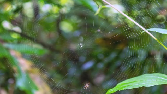 Spider (Hosselt's Spiny Spider) building its web. (Time Lapse)