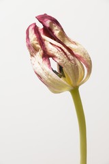 verwelkte tulpe