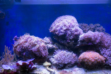 A soft corals sea aquarium tank