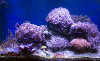 Naklejka na ściany i meble A soft corals sea aquarium tank