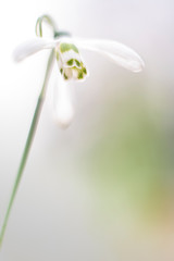 A closeup of a solitaire snowdrop