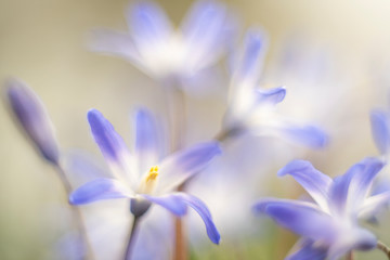 A closeup of Scilla Bifolia