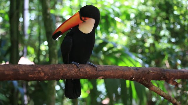 Colorful toucan sitting on a branch in a natural environment in Foz do Iguacu, Brazil