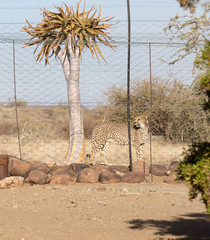 Photo of a cheeta in captivity close to a quiver tree