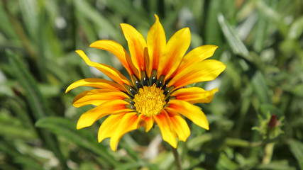 Gazania