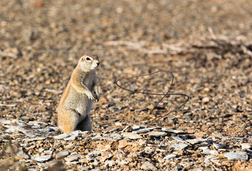 A photo of a ground squirrel