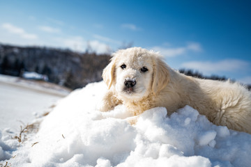 puppy in the snow