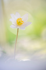 A closeup of a wood or wild anemone