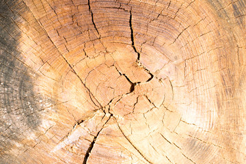 a wooden cut trunk