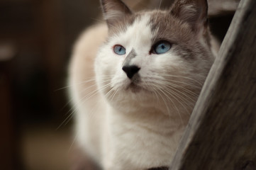 cat blue eyes