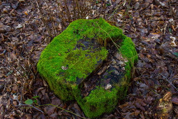 Stump covered with bright moss in the forest. Background.
