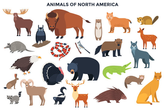 Vector Animals of North America © AKrasov