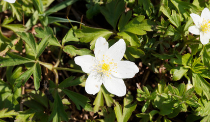(Anemone nemorosa) Gros plan sur tépales blanc d'anémone des bois ou Sylvie aux nombreuses étamines jaunes 