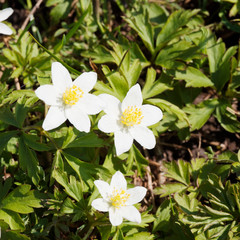 Gros plan sur tépales blanc d'anémone des bois ou Sylvie aux nombreuses étamines jaunes (Anemone nemorosa)