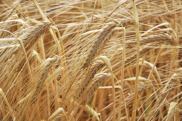 Background of barley ears