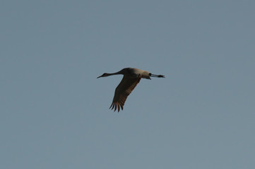 Close Up Fligth