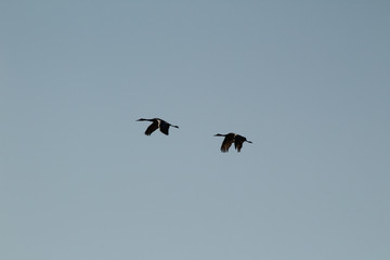 Climbing Flight