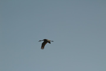 One Sandhill Crane in Flight