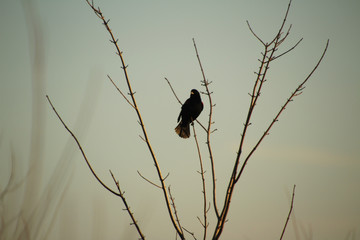Red Winged Blackbird in Winter Tree