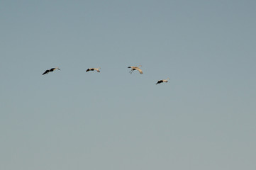 Sandhill Cranes in Flight