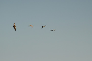 Sandhill Cranes in Formation