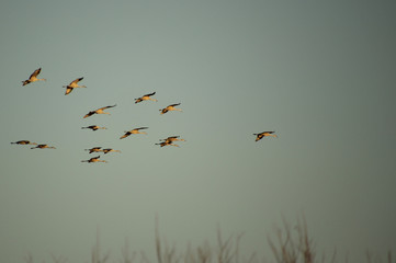 Sandhill Cranes in the Setting Sun