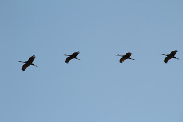 Straight Line of Flight