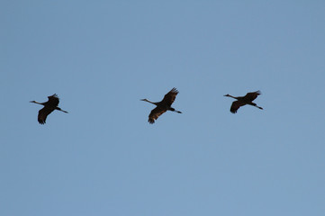Three in Flight